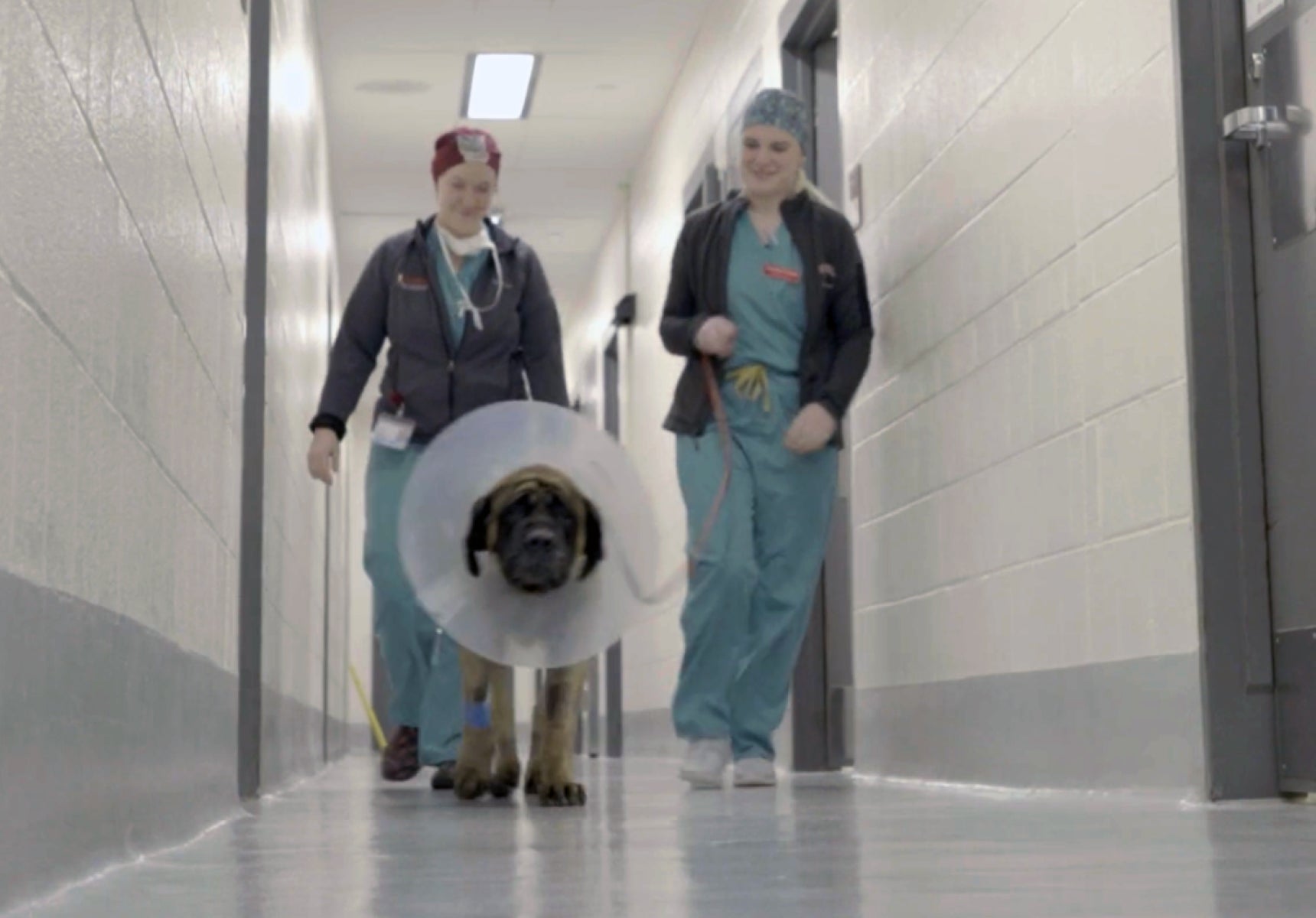 Surgical Robots Are Coming to Veterinary Medicine. Here's What We Told VIN.